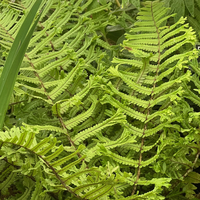 Dryopteris affinis 'Cristata The King'